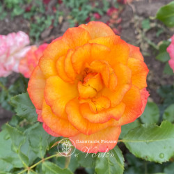 Саженцы розы Полная Луна