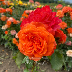 Саженцы розы Эмильен Гийо