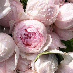 Саджанці троянди Півоні Пінк