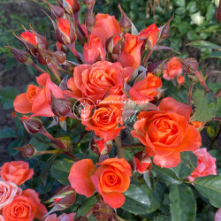 Саженцы розы Алегрия