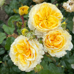 Саженцы розы Беатрис