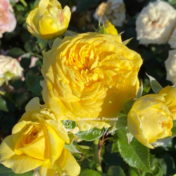 Саженцы розы Лимон Помпон