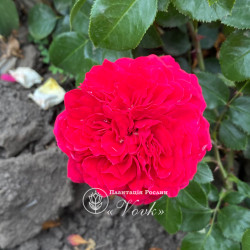 Саджанці троянди Тесс