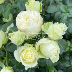 Саженцы розы Вединг Пиано