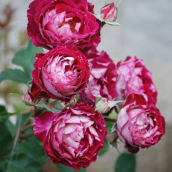 Саджанці троянди Бель де Сегоза