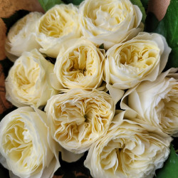 Саджанці троянди Вайт Вувузела