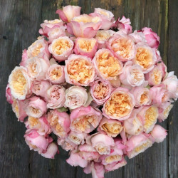 Саженец розы Эдит