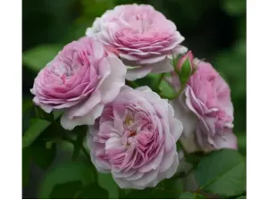 Роза Флоренс Делатр