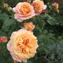 Саженцы розы Ла Вилла Котта