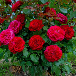 Саженцы розы Мона Ліза