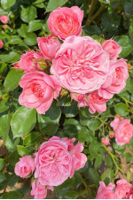 Саженцы розы Байландо