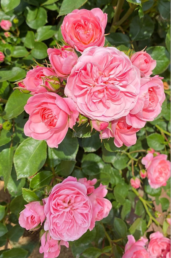 Саженцы розы Байландо