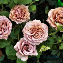 Троянда Мокароса