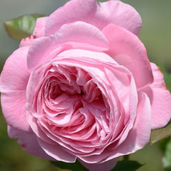 Саджанець троянди Марія Генрієтта