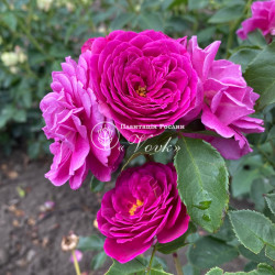 Саженцы розы Нью Ейдж