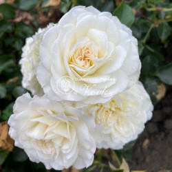 Саджанці троянди Свані