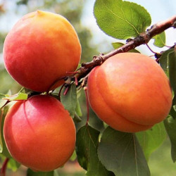 Саженцы абрикоса Медиабель