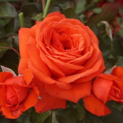 Саженцы розы Салита