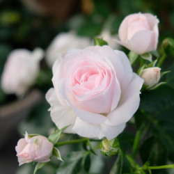 Саженцы розы Аспирин