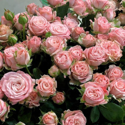 Саженцы розы Мадам Бомбастик