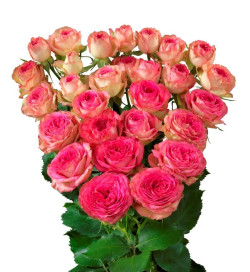 Саджанці троянди Джолі Трендсеттер