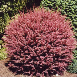 Саджанці барбарису Pink Queen (Пінк Квін)