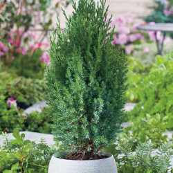 Саженцы можжевельника Stricta (Стрикта)