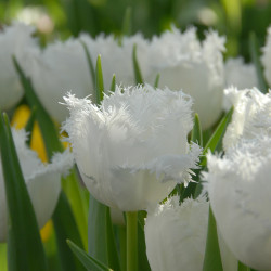 Цибулини тюльпану Honeymoon