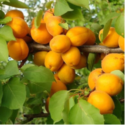 Абрикос Голд Рич