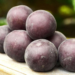 Абрикос Чёрный Принц