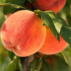 Персик Топ Свит