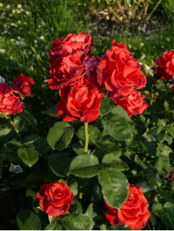 Саджанці троянди Ель Торо на штамбі