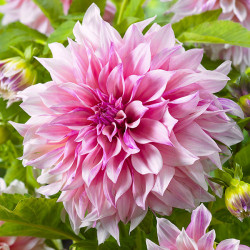 Бульби жоржини Café au Lait Royal