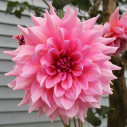 Клубни георгины Otto's Thrill