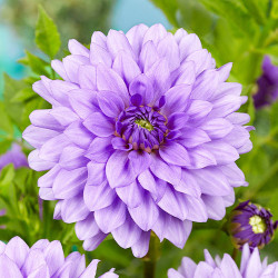 Бульби жоржини Blue Boy