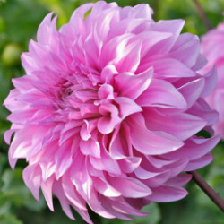 Бульби жоржини Vassio Meggos