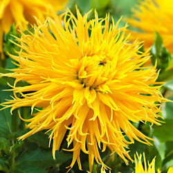 Бульби жоржини Encore 