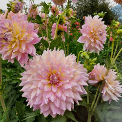 Бульби жоржини Strawberry Ice