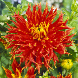 Бульби жоржини Show 'N' Tell