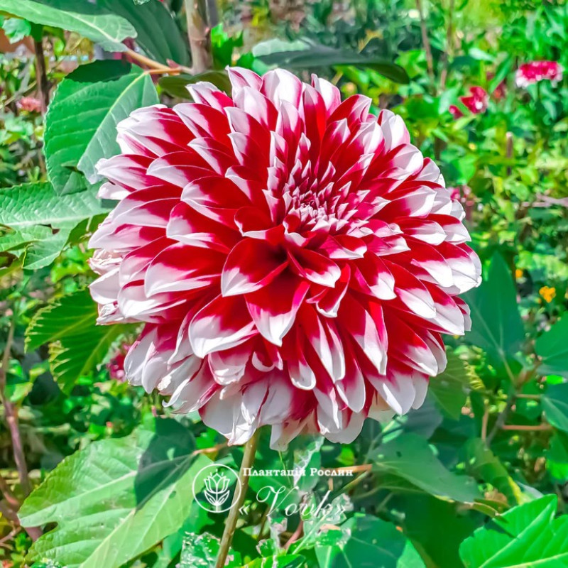 Жоржина Red and White Fubuki