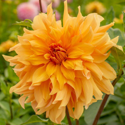 Бульби жоржини Big Brother