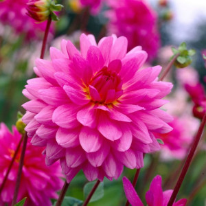  ​​​​​​​Георгина Rosella