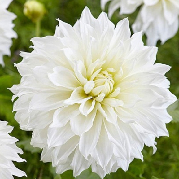 Георгина White Perfection