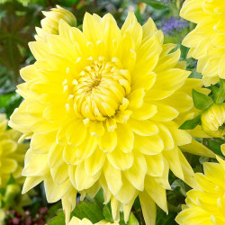 Бульби жоржини Bilbao