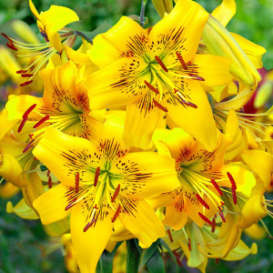 Лилия Yellow Bruse