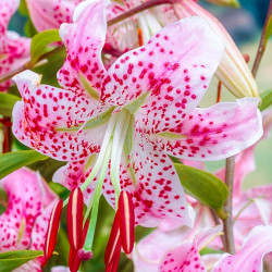 Луковицы лилии Spec. Var. Rubrum Uchida