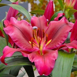 Цибулини лілії Palazzo