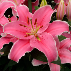 Цибулини лілії Sorbonne