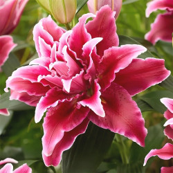 Луковицы лилии Roselily Tabitha