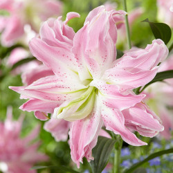  Луковицы лилии Lotus Elegance